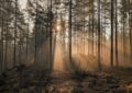 forest stress detection