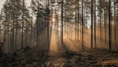 forest stress detection