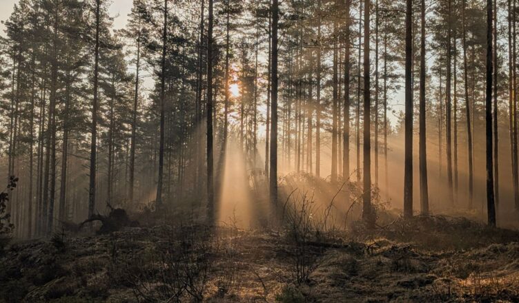 forest stress detection